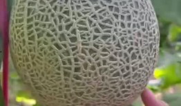 首页玲珑有瓜吃,揭秘首页美食背后的故事