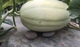 变黄老瓜怎么吃,变黄老瓜的多样食用攻略