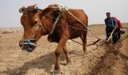 梦见牛吃老瓜,牛吃老瓜的神秘寓意解析