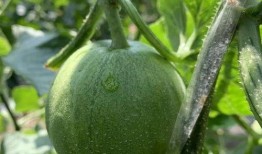 韩圈吃瓜圈,娱乐圈背后的风云变幻