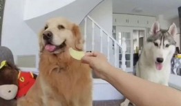 狗子与我吃瓜视频对比,趣味对比揭示动物与人类的共通之处