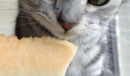 猫咪吃瓜的特征,揭秘喵星人的独特饮食习惯