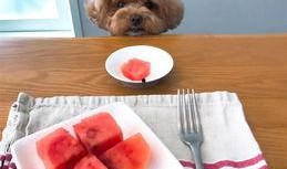 吃瓜泰迪熊,网络红人的崛起与影响力