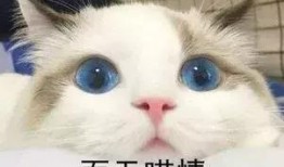 吃瓜路人小羊,揭秘娱乐圈幕后故事