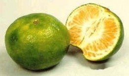 甜橘吃瓜,揭秘娱乐圈的甜蜜与瓜皮