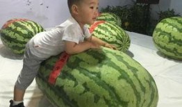 黄村吃瓜事件,一场引发社会热议的邻里纠纷