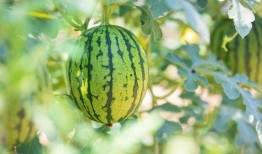 怎么吃台湾的瓜,品味宝岛特色美食之旅