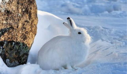 北极兔吃瓜,北极兔的瓜田奇遇记