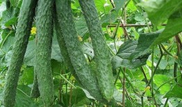 天天吃瓜好处,揭秘天天吃瓜的五大益处