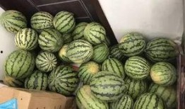 广东中山吃瓜视频,探寻广东美食的独特魅力