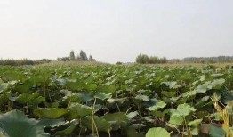 辉县占城镇吃瓜,夏日炎炎，吃瓜群众共享清凉时光