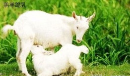 吃瓜路人小羊,揭秘娱乐圈幕后故事