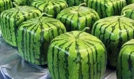 吃瓜 来历,揭秘网络热词背后的文化现象