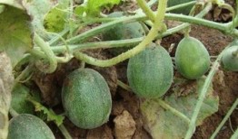 家里常吃的瓜,品味生活甜蜜滋味