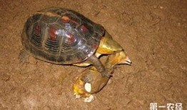 黄缘龟吃瓜