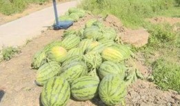 吃瓜建立的友谊,从吃瓜到深厚的友谊