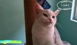 吃瓜直播懒猫,揭秘网红幕后生活