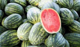 美国吃中国瓜视频,中国瓜视频引发热议，揭秘中美饮食文化差异