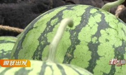 带你吃瓜奇葩路线,带你吃瓜奇葩路线大揭秘