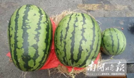 吃瓜嘉兴,揭秘吃瓜群众的嘉兴美食之旅