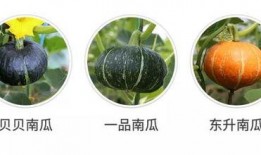 吃瓜吗新出的瓜,吃瓜吗新瓜引爆网络
