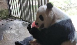 熊猫原地吃瓜视频,原地吃瓜视频走红网络