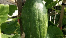 刀小刀吃瓜照片,趣味横生画面引网友热议