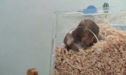 仓鼠吃瓜的声音,揭秘仓鼠吃瓜的独特乐章