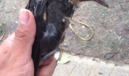 鸟吃生瓜,自然界的奇妙食趣