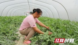 大棚的瓜可以吃吗,大棚瓜果安全食用指南