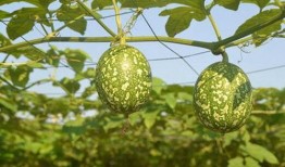 吊瓜猪肝可以吃吗,美味与营养并存，食用指南揭秘