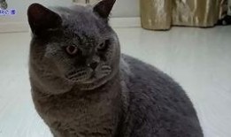 重庆吃瓜胖猫,探寻山城美食与萌宠的和谐共鸣