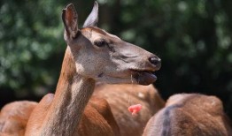 夏天鸟类吃瓜,探寻鸟类与夏瓜的奇妙缘分