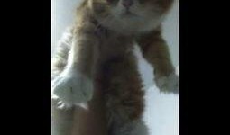 吃瓜直播懒猫,揭秘网红幕后生活