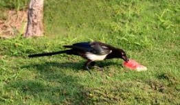 吃瓜喜鹊视频,揭秘娱乐圈幕后趣闻