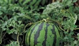 大圆勺子吃瓜图片大全,趣味横生的美食奇观