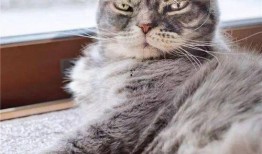 抖音搜索吃瓜猫,揭秘“吃瓜猫”背后的趣味世界