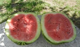 梦到瓜地里吃瓜