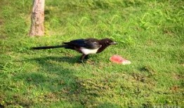 吃瓜喜鹊视频,揭秘娱乐圈幕后趣闻