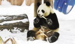 熊猫雪地吃瓜