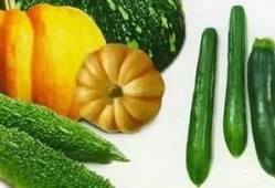 夏日吃瓜写真图片,瓜果飘香——夏日吃瓜写真集