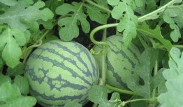 浅沫吃瓜完结,一场娱乐圈的狂欢盛宴落幕