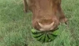 牛不啦吃瓜,揭秘娱乐圈背后的那些事儿