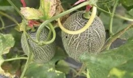 在瓜地吃哈密瓜,瓜地里的哈密瓜盛宴