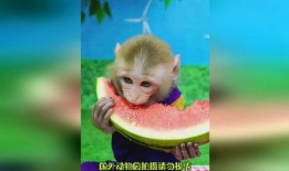 吃瓜变成猴子,瓜田变猴园的奇幻之旅