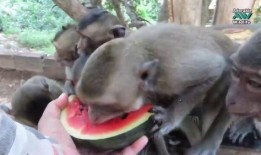 吃瓜变成猴子,瓜田变猴园的奇幻之旅