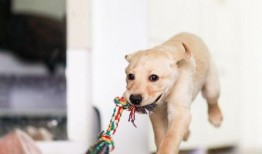 狗吃角瓜行吗,一场意外的美食冒险