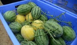 金米米吃瓜,揭秘娱乐圈幕后故事