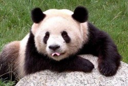 熊猫原地吃瓜视频,原地吃瓜视频走红网络