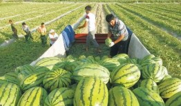田间吃瓜拍照图片真实